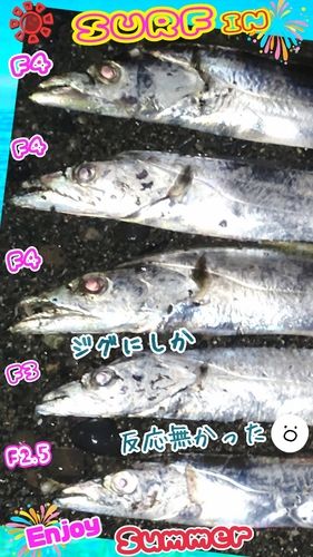 タチウオの釣果