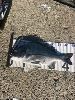 クロダイの釣果