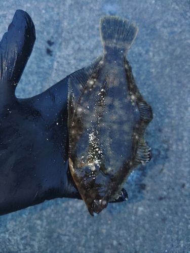 カレイの釣果