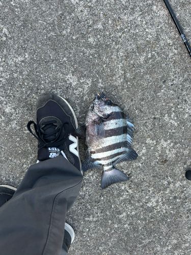 イシダイの釣果