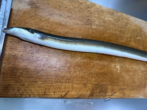 ウナギの釣果
