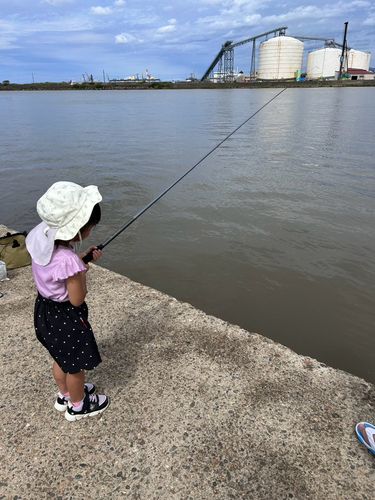 ヒイラギの釣果