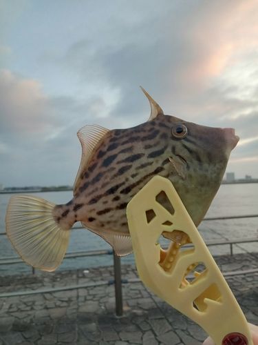 カワハギの釣果
