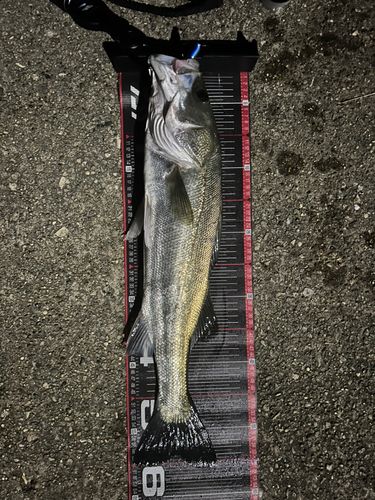 マルスズキの釣果