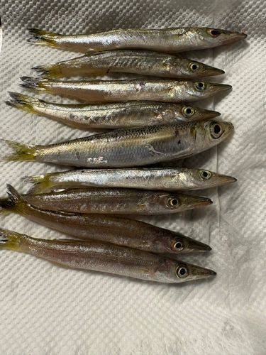 カマスの釣果