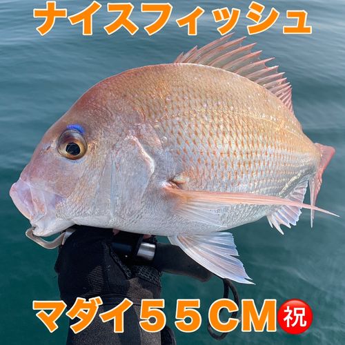 マダイの釣果