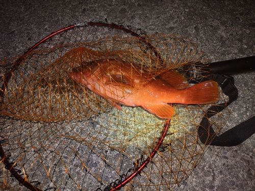 アカハタの釣果