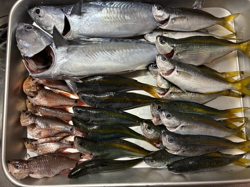 ソウダガツオの釣果