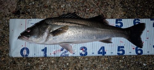 シーバスの釣果