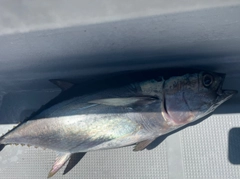 コシナガマグロの釣果