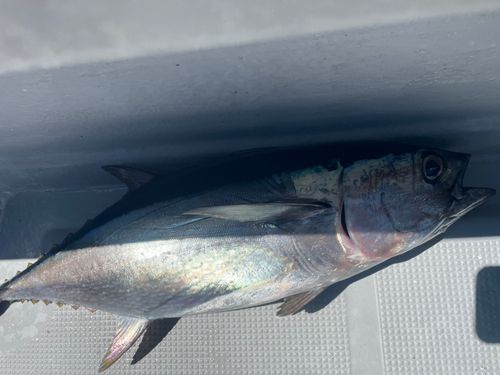 コシナガマグロの釣果