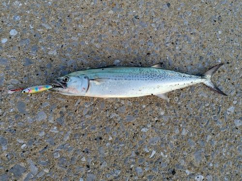サゴシの釣果