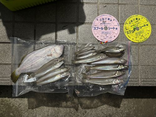 シロギスの釣果