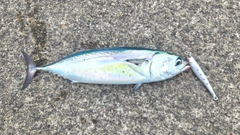 ヒラソウダの釣果