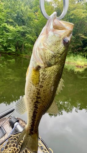 ラージマウスバスの釣果