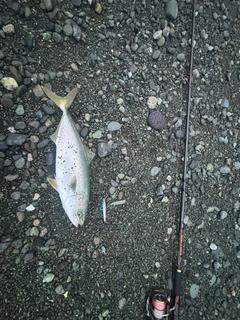 イナダの釣果