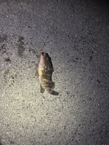 アコウの釣果