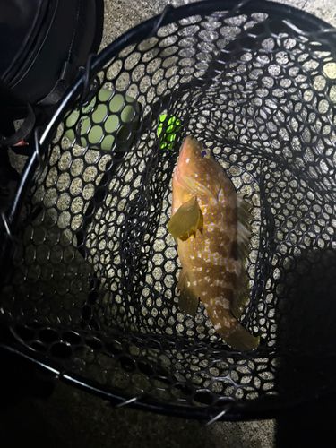 キジハタの釣果