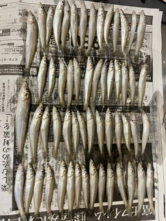 シロギスの釣果