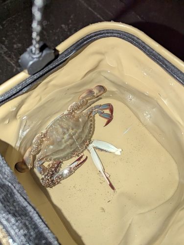 ワタリガニの釣果