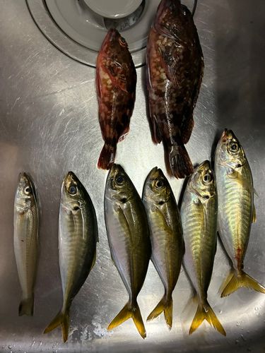 アジの釣果