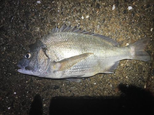 チヌの釣果