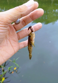 マハゼの釣果
