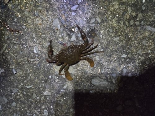 イシガニの釣果