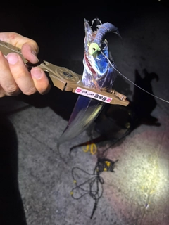 タチウオの釣果