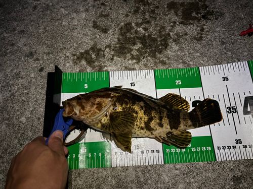 ベッコウゾイの釣果