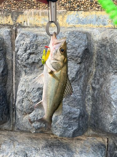 セイゴ（マルスズキ）の釣果