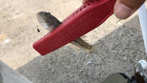 マハゼの釣果
