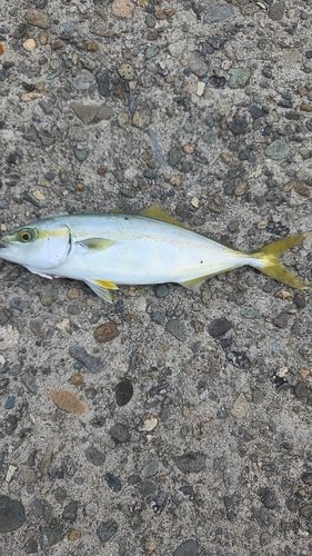 ワカシの釣果