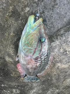 ミツバモチノウオの釣果