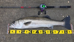 シーバスの釣果