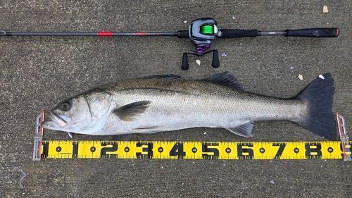 シーバスの釣果