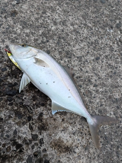 カンパチの釣果