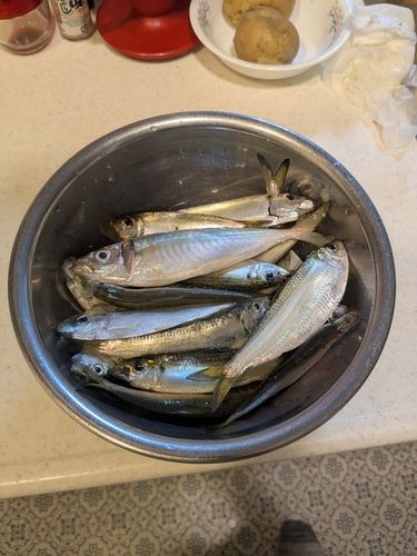 アジの釣果