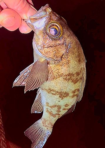 メバルの釣果