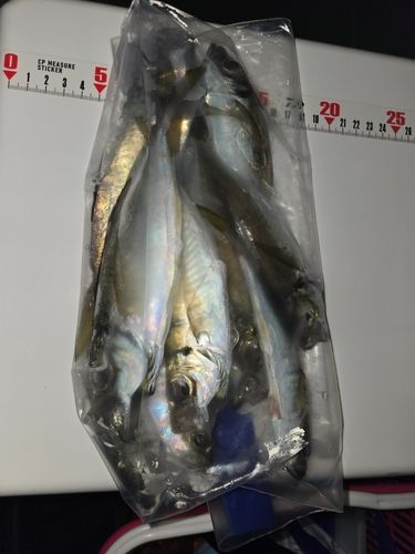 アジの釣果