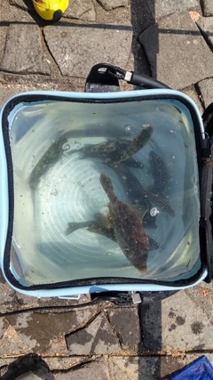 メジナの釣果