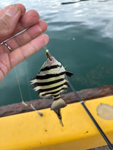 サンバソウの釣果