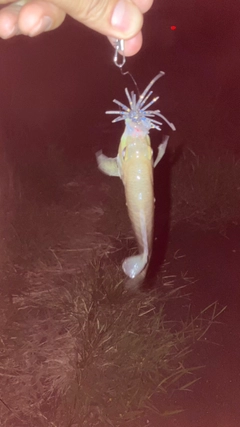ブルーギルの釣果