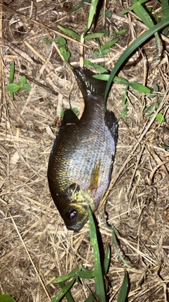 ブルーギルの釣果