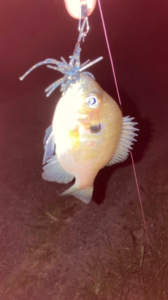 ブルーギルの釣果