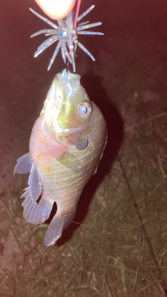 ブルーギルの釣果
