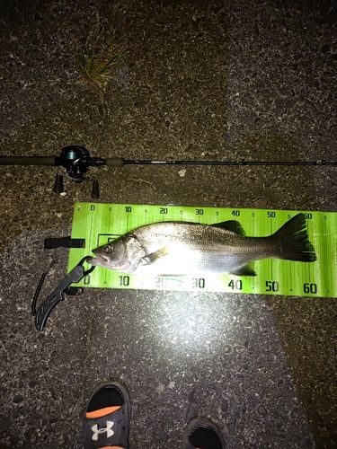 ヒラスズキの釣果
