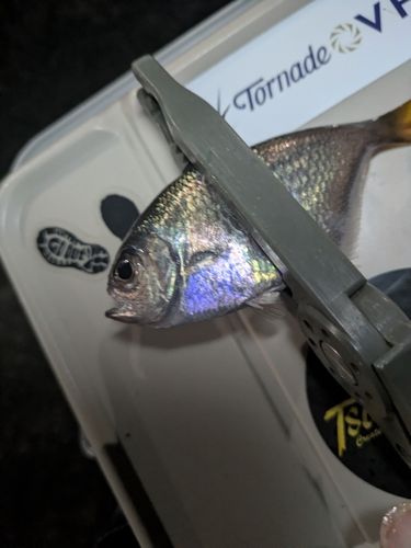 ミナミハタンポの釣果