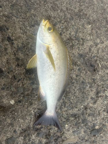 イサキの釣果