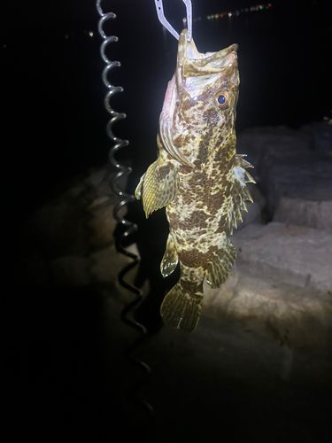 タケノコメバルの釣果